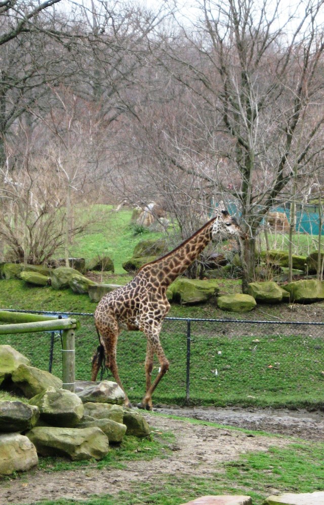 Giraffe