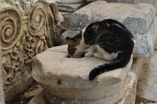 One of many cats roaming the ancient city