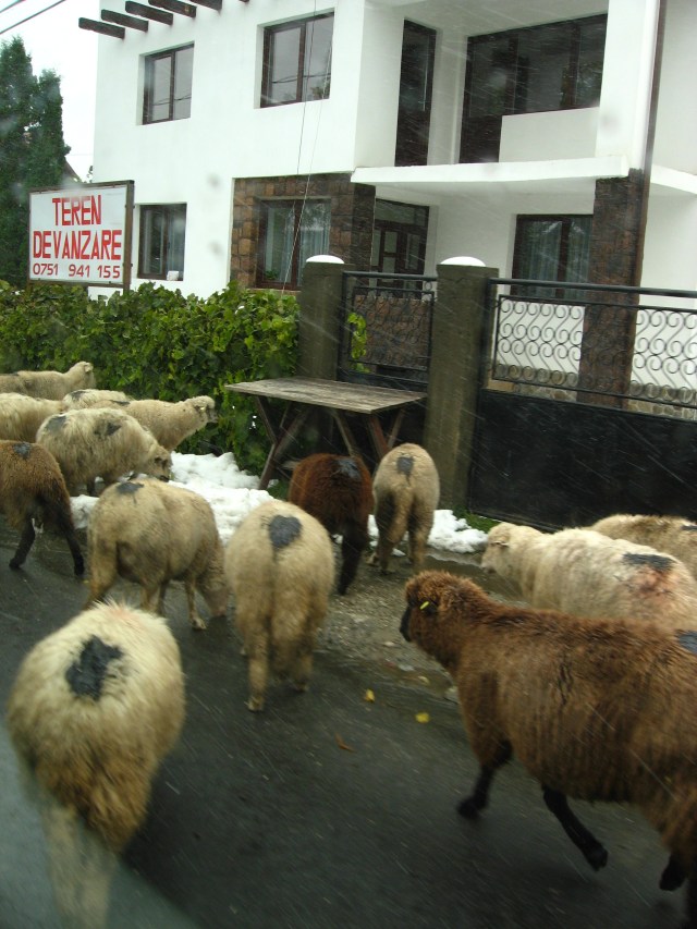 We almost crashed thanks to a flock of sheep. We also got to hear a lot of Romanian swearing from Andre and the herder!