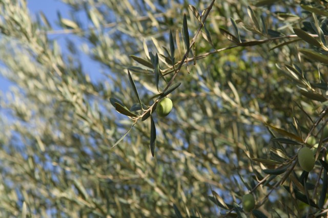 My artsy shot of some of the olive trees