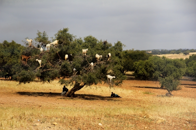 Goats in trees! on our bus ride to Essaouira