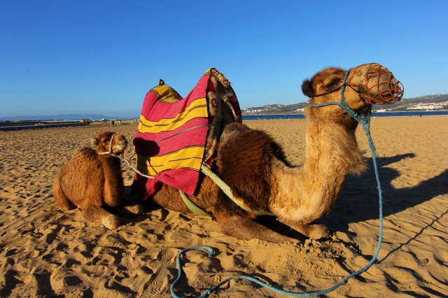 Although we opted not to go for a ride, my husband was given permission to take this photo on the beach in Tangier