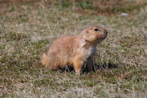 Photo Credit: Brian Griesbach