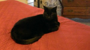 Adjusting in the apartment