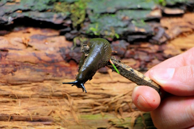 IMG_5871_LUCiD_LUCiD