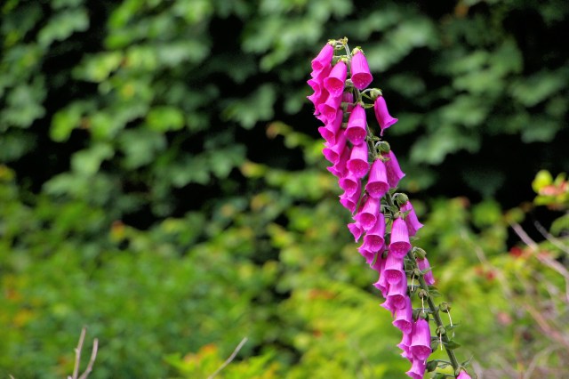 IMG_5909_LUCiD_LUCiD