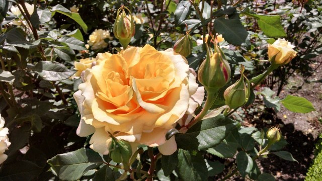 IMG_20190612_114857416_HDR_LUCiD