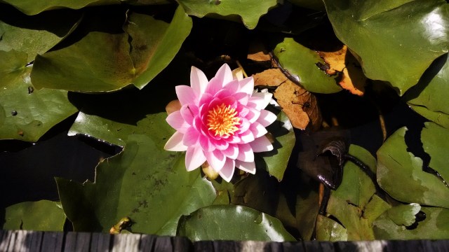 IMG_20190612_120757383_LUCiD