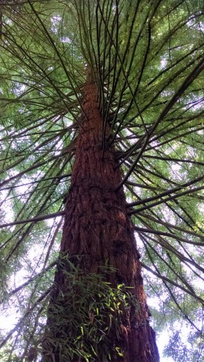 IMG_20190612_121331302_LUCiD