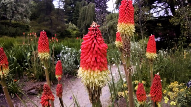 IMG_20190612_124405487_LUCiD