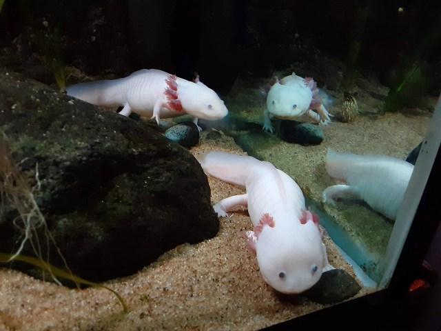 20200118_163214_LUCiD